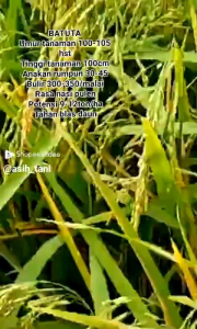 BENIH PADI / CI BATU PERIMIUM PER 1KG