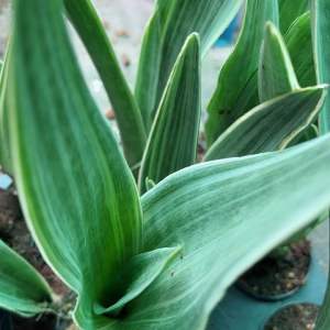 ลิ้นมังกรดาบเงิน (SiamSilver) ลิ้นมังกรสยามซิลเวอร์ ไม้ฟอกอากสปลูกง่ายโตไว - ขนาด 10 วัตถุประสงค์