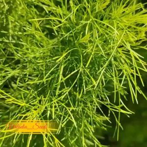 [Virladia Seeds] 300 Biji Benih tanaman Adas Sowa Manis