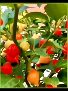 COD PRIORITAS - Benih Biji Tanaman Cabe Unik Red Chupetinho