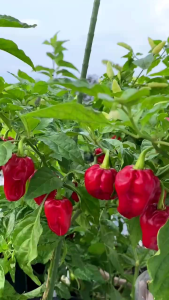Biji benih cabe Red Habanero gempal/gendut cabe terpedas tanaman hias