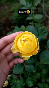 Mawar Import Catalina Semi Induk