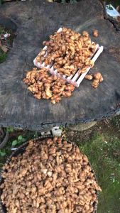 KENCUR SEGAR SUPER / KENCUR BERSIH FRESH / SUKUNG