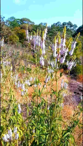 เมล็ดพันธุ์ดอกไม้ป่า ชุด 100 เมล็ด