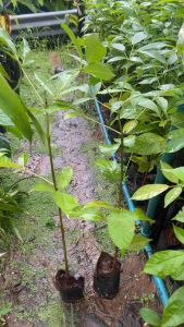 ต้นชมพูพันธุ์ทิพย์ พร้อมปลูก