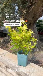 TKL - Outdoor Ariadne Red Maple Leaf/ Shishigashira Yellow Maple Leaf 女神枫叶/黄金枫/红枫