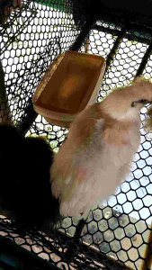 ไข่ชิลกี้ ไข่เชื้อ สำหรับฟัก ไข่ไก่สวยงาม คละสี พ่อแม่พันธุ์ตามรูป Silkie Chicken Eggs ชุด 2 ฟอง แถมฟรี 1ฟอง ราคา 150 บ.