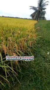 BENIH BIBIT PADI CIBATU-06 GENJAH GABAH UNGGUL BERKUALITAS KEMASAN 1KG