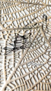 peniti bohlam Jilbab  Kerudung Muslim model labu anti nyangkut 50pcs dan 100pcs warna gold hitam silver mix warna