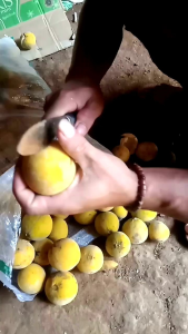 buah kecapi matang di pohon 1kg segarfres manisasam
