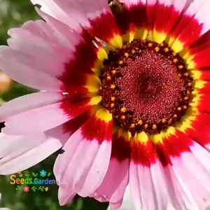 50 BUTIR BIJI/BENIH BUNGA KRISAN CARINATUM | PAINTED DAISY