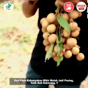 Selamat Datang Ditoko Kami Bibit Kelengkeng Matalada🌱 Kelengkeng ini Bijinya Yang Memiliki Ukuran Sangat Kecil Seukuran Lada Sehingga Disebut Matalada.Kelengkeng ini Termasuk Jenisnya Yang Genjah/Sudah Berbuah Pemesanan Bisa COD Bayar Dirumah