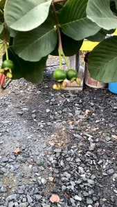 ถุงห่อฝรั่ง สำเร็จรูป พร้อมเจาะรูระบายน้ำ อากาศและปกป้องรังษียูวี ปกป้องแมลง ทำให้ผิวสวย