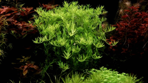 aquarium live plant green rotala ( 12 stem)