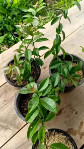 มะนาวบาร์เบโดส มะนาวเถาว์ กระถาง 5 นิ้ว สูงประมาณ 25-30 เซนตริเมตร