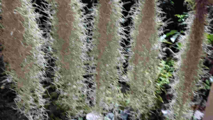 หนวดฤษี