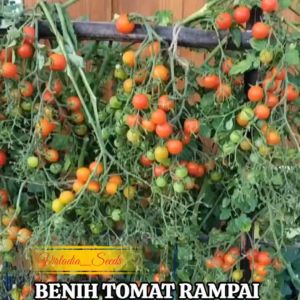[Virladia Seeds] Biji Benih tanaman Tomat Rampai