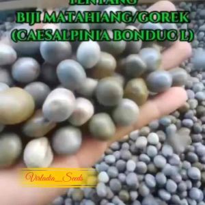 [Virladia Seeds] Biji Benih tanaman Kalaloyang | kebiul | Gorek