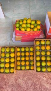 ส้มสายน้ำผึ้ง อำเภอฝาง (ขนาดกล่อง 3 กิโลกรัม)