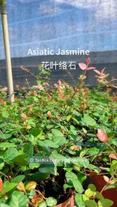 TKL - Asiatic Jasmine Flame Jasmine 花叶络石