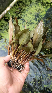 Tanaman hias aquarium Aquascape Cryptocoryn albida media webikusa Tanaman hias air tawar hiasan Aquarium Aquascape