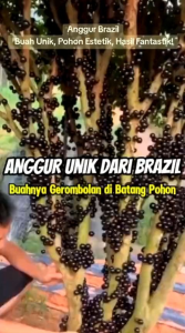 MURAH!! Tanaman anggur brazil - Jabuticaba - plinia cauliflora - tanaman buah anggur brazil terlaris