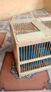 Tempat mandi burung kecil bak mandi burung pleci konin