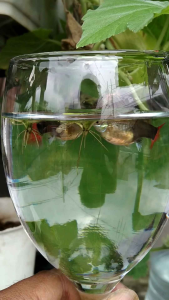 Tuxedo koi short body || Female tuxedo koi short body