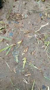 paket 5 bibit bumbu masakan daun salam