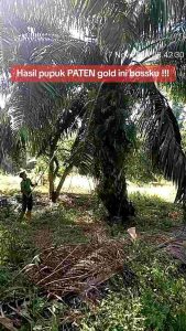 Paket hemat pupuk PATEN gold satu dus 50 box untuk sawit 5 hektar dijamin asli !!
