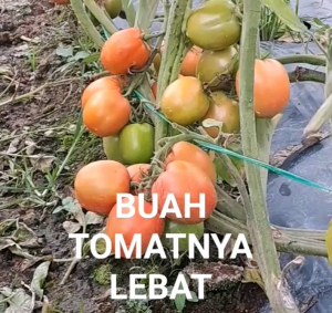 BIJI | BENIH TANAMAN TOMAT KARUNA (REPACK)