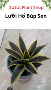 Lưỡi hổ Hoàng Kim (Búp Sen sọc viền vàng) cao 10-15cm cây mini để bàn trồng trong nhà lọc không khí Sazat Plant