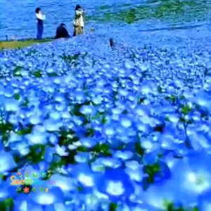 200 BUTIR BIJI/BENIH BUNGA BABY BLUE EYES