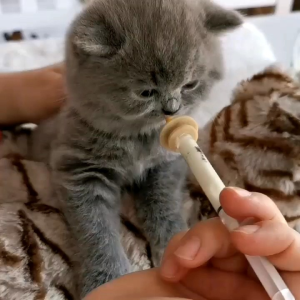 ALAT MINUM SUSU KITTEN SYRINGE MIRACLE NIPPLE 5 ML