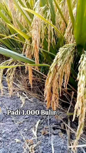 Benih padi RAJASA 01 PADI SERIBU BULIR KEMASAN 5KG