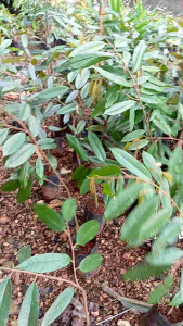 ต้นทุเรียนมูชานคิงเสียบยอดแล้วพร้อมปลูกสูง40-60ชม.ชุด5ต้น **ชื้อ10แถม1ต้น