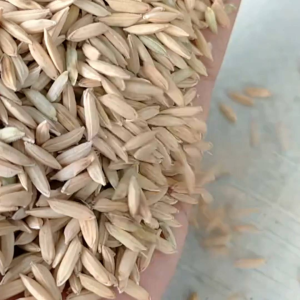 Kemasan 1 KG Benih Bibit Padi Cibatu 06 Gabah Berkualitas Super Unggul Hasil Melimpah