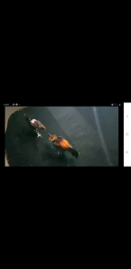 ไข่ไก่ชนพม่าสายเลือดเงินล้านราคาฟองละ 120บาท สำหรับ 3 แถม 5 แถม