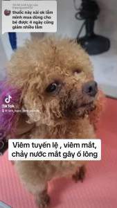 Chai nhỏ mắt: hỗ trợ ngăn giảm viêm tuyến lệ chảy nước mắt nhiều gây ố lông đau mắt viêm giác mạc rửa sạch bụi bẩn dưỡng khoẻ mắt.