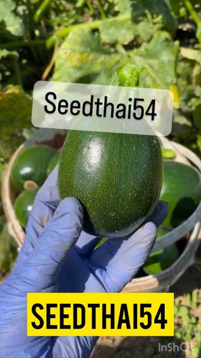 เมล็ดซูกินีลูกกลม 10-15 เมล็ด สำหรับปลูกผักสวนครัว