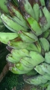 Pisang Kepok Enak & Sehat: Manfaat dan Cara Mengonsumsi