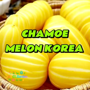 10 BUTIR BIJI/BENIH TANAMAN MELON KOREA CHAMOE