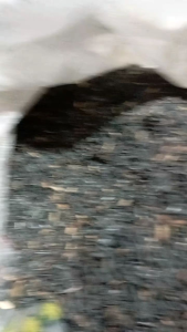 sekam bakar murni berat 1 kg