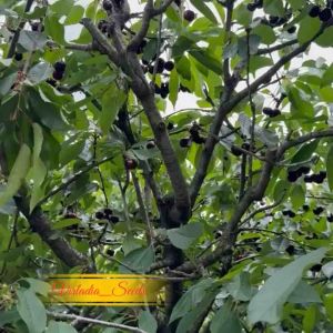[Virladia Seeds] Biji Benih tanaman Buah Black Cherry