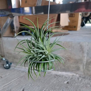 Tillandsia hanging