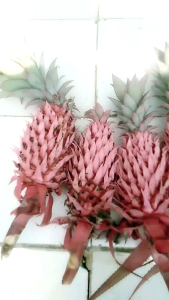 Nanas Merah Muda & Hutan: Pagar Per 500 Gram Murah