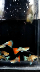 Albino sky red Guppy 天空红孔雀鱼 1pair. ‼️NO COD‼️