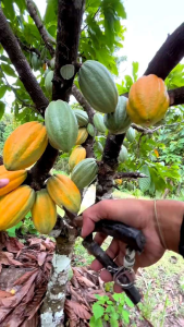 Bibit Tanaman Kakao - Pohon Coklat Berkualitas siap tanam