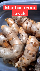 1 kg Temulawak Segar Organik Fresh