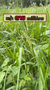 ดร.เกษตรพลัส+ ผลิตภัณฑ์กำจัดวัชพืชอินทรีย์ ( ซื้อ 2 แถม 1 ) ปลอดภัย  เป็นมิตรกับสิ่งแวดล้อม ดร.เกษตรพลัส ดร.เกษตรพลัส ราคา - Lazada